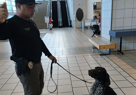 Security officer training a detection dog in an indoor public area